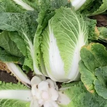 湖北精品大白菜青杂3号大量有货全国发货保证质量