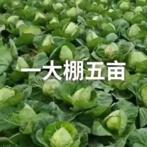 绿甘蓝0.5~1公斤，韩国青系列