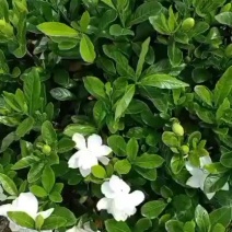 栀子花新农村建行道风景公园绿化植树造林占地用苗房地产绿化