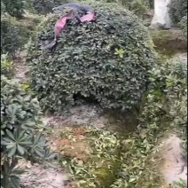 海桐球新农村建行道风景公园绿化植树造林占地用苗房地产绿化