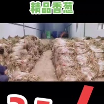 哑柏粮站斜对面精品香葱批发