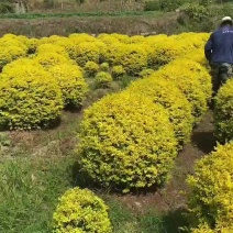 亮晶女贞新农村建行道风景公园绿化植树造林占地用苗房地产绿