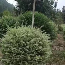 银姬小蜡金姬小蜡新农村建设房地产绿化公园绿化行道风景植树