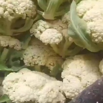 白花，马上涨价