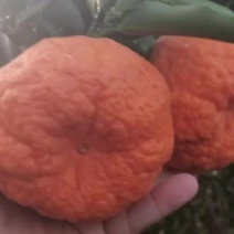 芦柑