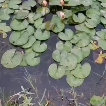 睡莲苗
