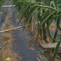 金都一号火龙果苗