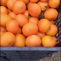 大量优质沃柑低出售