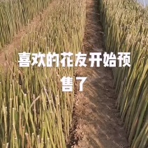 蔷薇杆