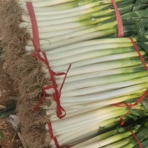 江苏铁杆大葱净