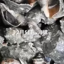 海螺