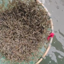 漂亮的小草虾