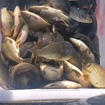 鲫鱼，6.5元每斤，可以送货上门