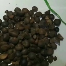 油茶籽
