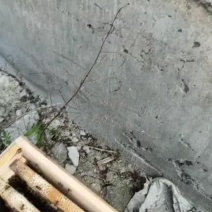 中华蜜蜂土蜂带箱带子脾阿坝王土王双色王