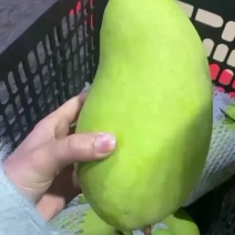 海南金煌芒，8两起，个头均匀