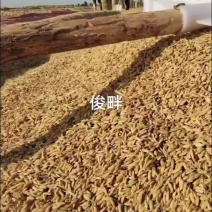 2024新稻花香稻基地直供纯正稻花香水稻基地直供五常大米
