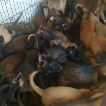 自家繁殖马犬幼犬