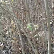 花牛苹果苗，嫁接花牛苹果苗，嫁接5年大龄苹果苗，量大从优