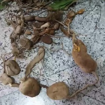 贵州野生地苦胆（金果榄）
