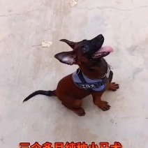 爆红马犬幼犬