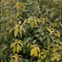 青冈栎供应，我需要的可以咨询。。。。。。