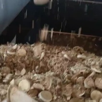 金针菇根，可喂羊喂牛营养价值高，