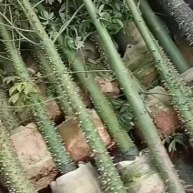 美丽异木棉3公分起到30公分