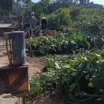 洋红风铃木也是红花风铃木开花期在3月份左右。