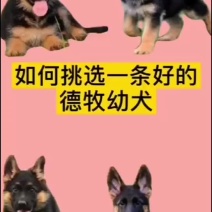 如何挑选德牧犬