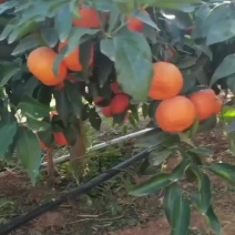 云南大理宾川高原沃柑大量上市，高原沃柑色泽靓皮光滑且薄，