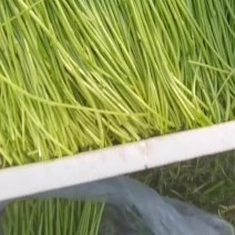 江苏黎蒿芦蒿基地直供，产地直发…有需要的老板可联系………