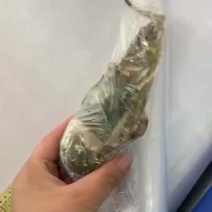 小青龙全规格大量批发