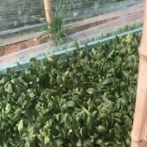 菠菜