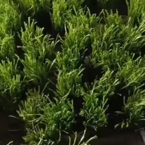 芦蒿，天龙芦蒿种植合作社，信誉第一，质量保证