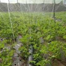 滴灌喷灌高压雾化编织微喷带全带打孔出水均匀