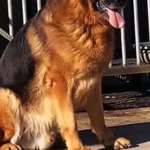 如何挑选一个好的德牧犬