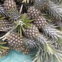 云南香水菠萝