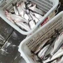 翘嘴白鱼，规格三斤半到七斤，正月十四开塘，数量三万斤