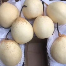 河北水晶大鸭梨皮薄汁多口感脆甜