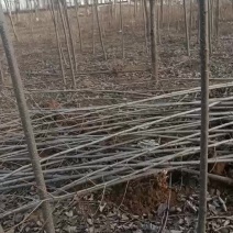 107速生杨树苗