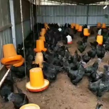 乌鸡苗快大型乌鸡苗包打疫苗质量保证诚信经营