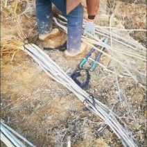 占地核桃树