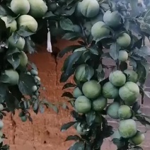 自家苗圃种植的李子苗五月脆李子苗成活率高诚信为本