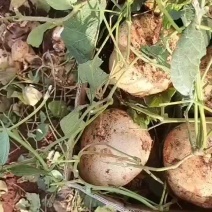 凉薯、地瓜