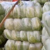 黄心大白菜大量共应需要连系