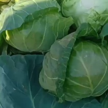 甘兰大量共应需要连系