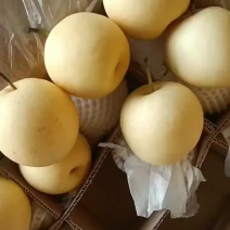 框装皇冠梨，海量货源，对接电商平台，超市市场
