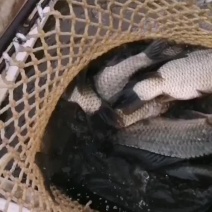 大湘鲫，支持送货上门