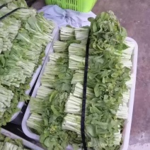 精品白菜苔